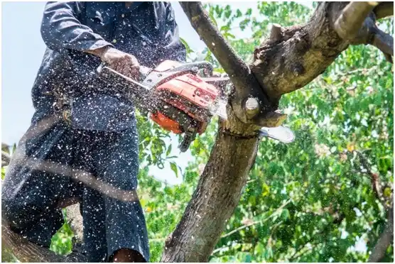 tree services Greenwood